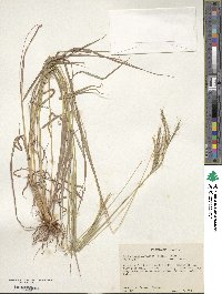 Dichanthium annulatum image