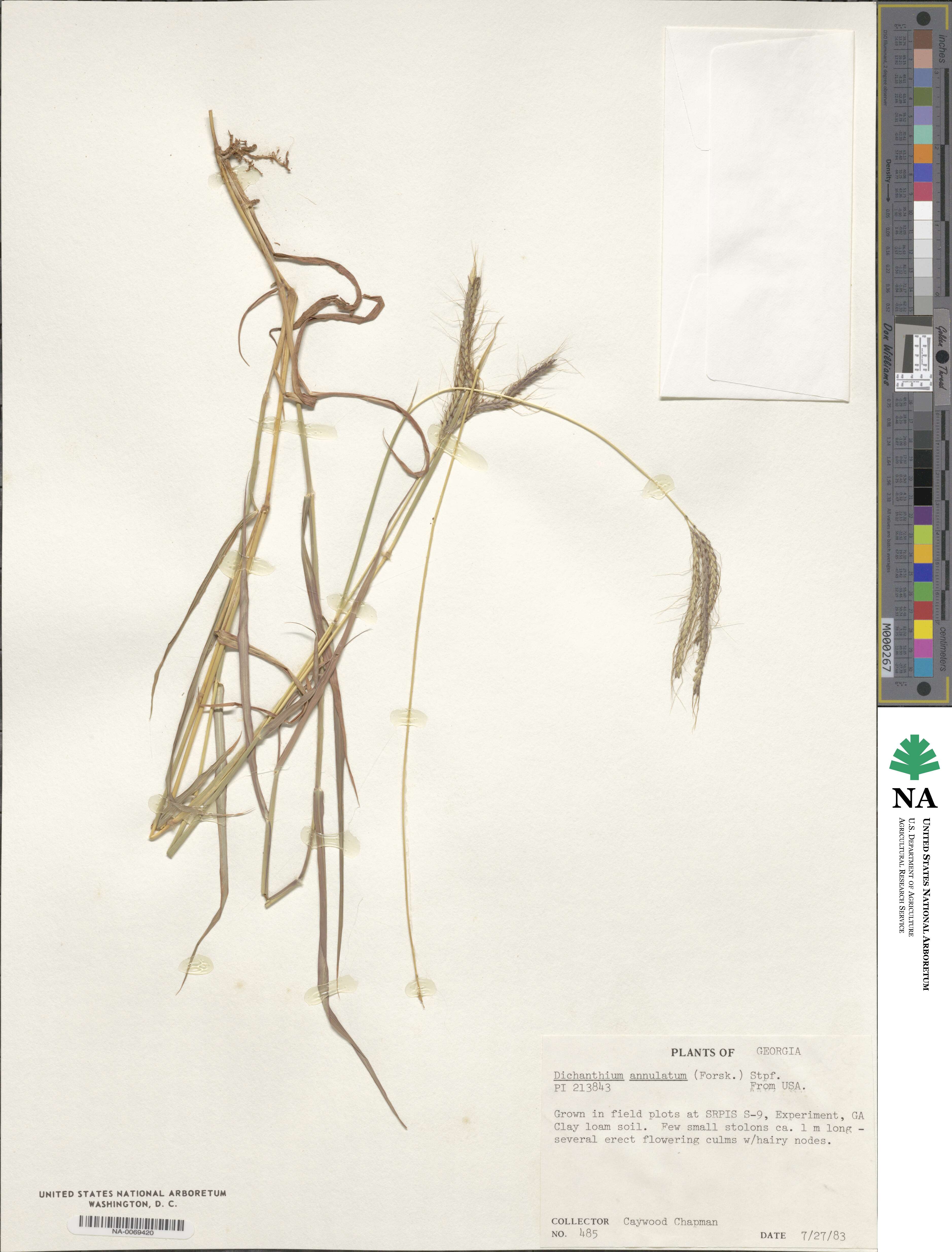 Dichanthium annulatum image
