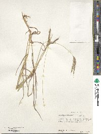 Dichanthium annulatum image