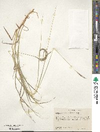 Dichanthium annulatum image