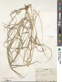 Dichanthium aristatum image