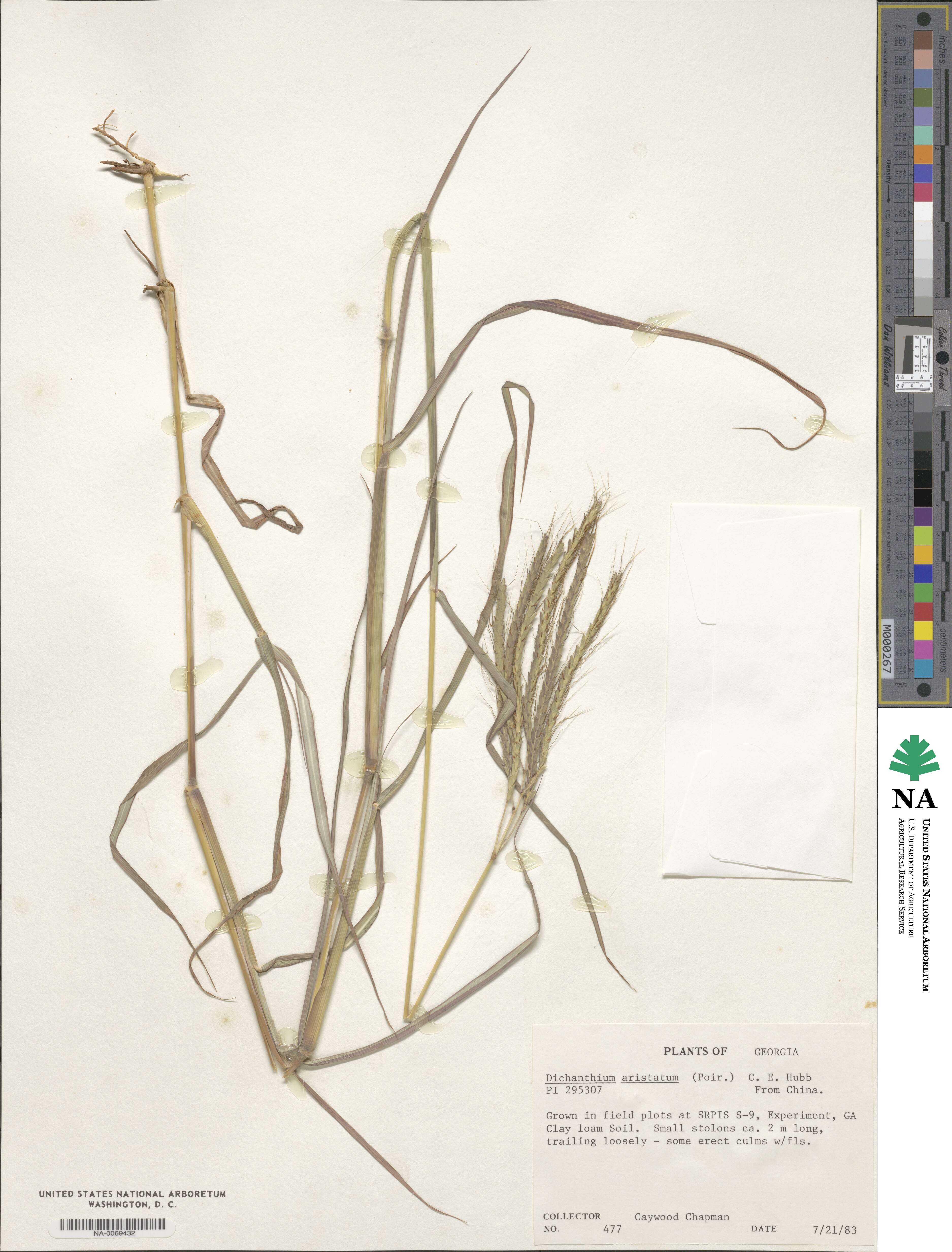 Dichanthium aristatum image