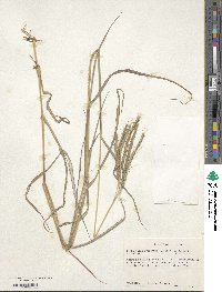 Dichanthium aristatum image