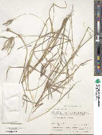 Dichanthium aristatum image