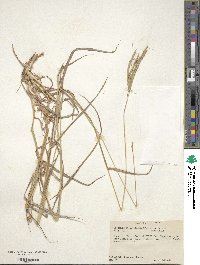 Dichanthium aristatum image