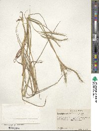 Dichanthium aristatum image