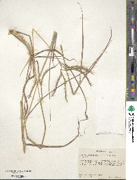 Dichanthium aristatum image