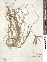 Dichanthium aristatum image