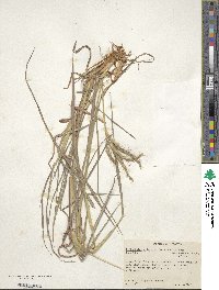 Dichanthium aristatum image