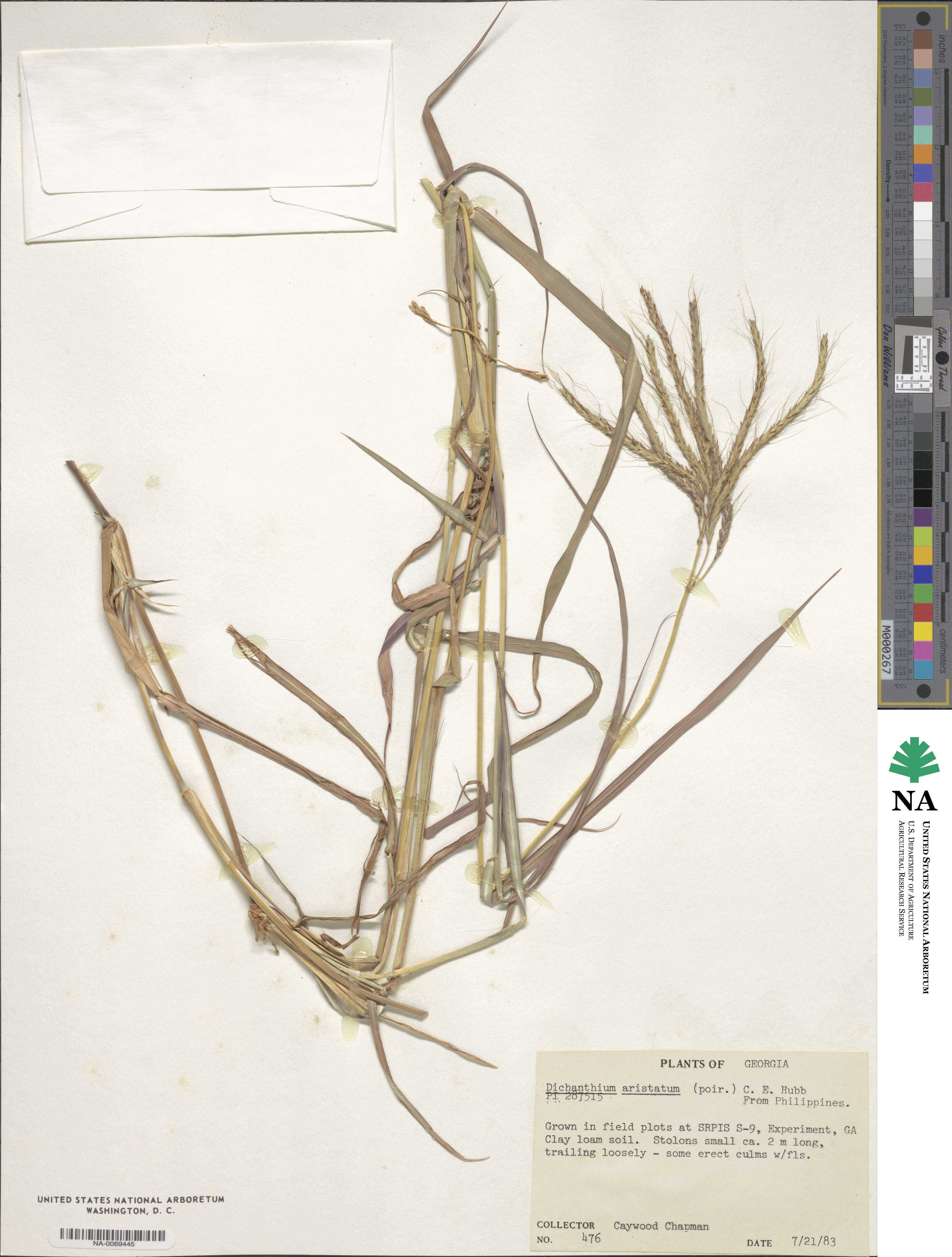 Dichanthium image