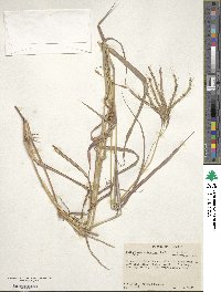 Dichanthium aristatum image