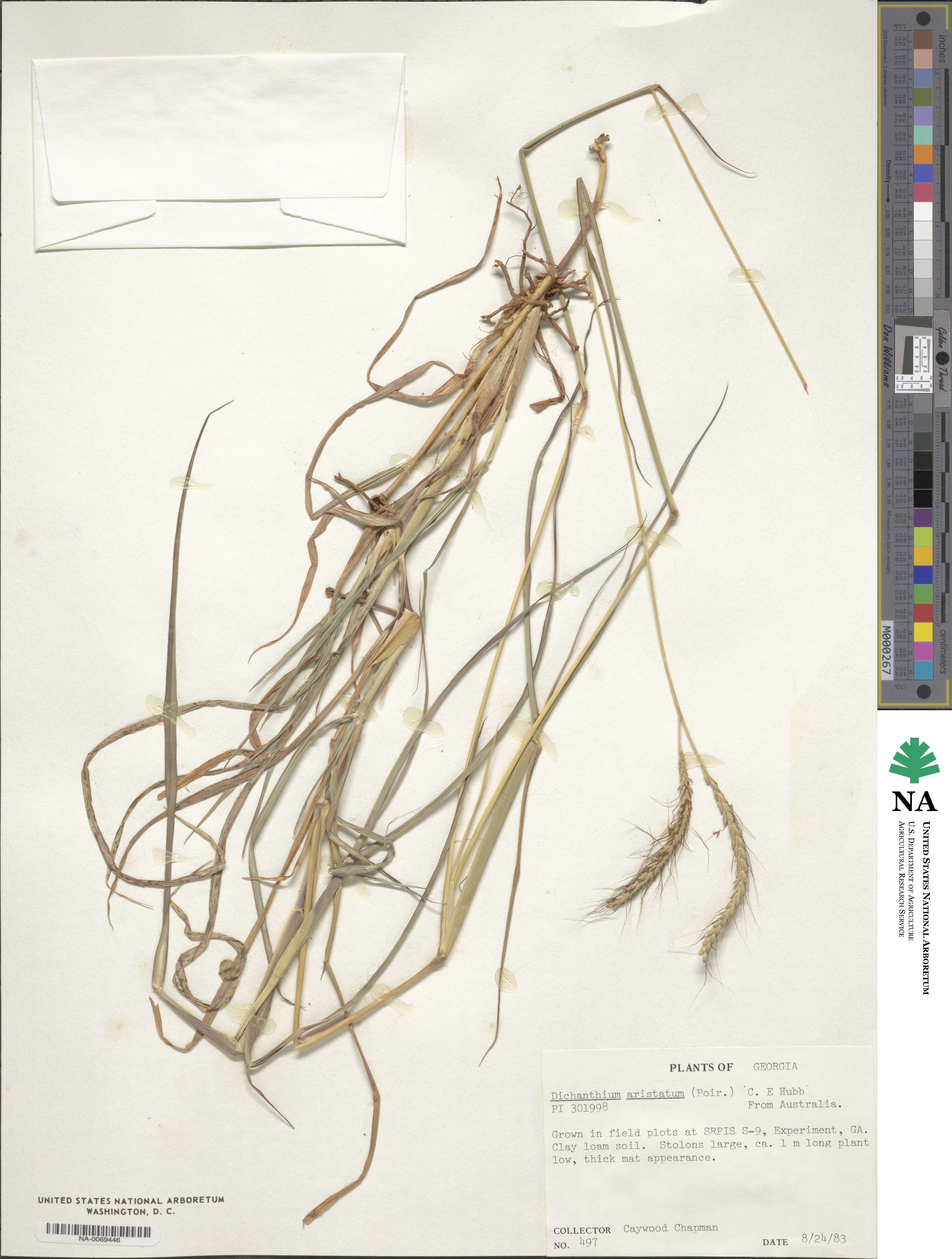 Dichanthium aristatum image