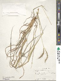 Dichanthium aristatum image