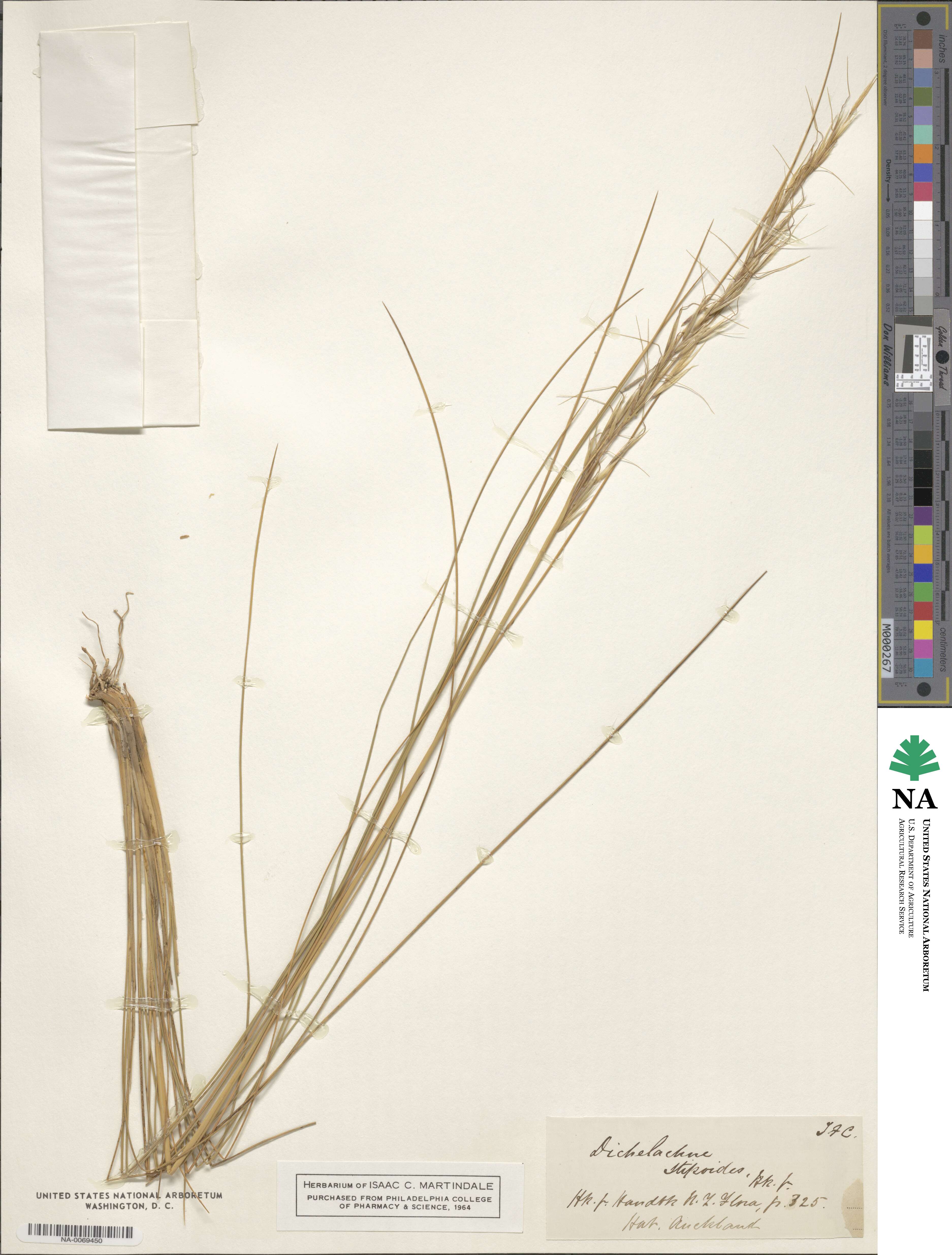 Austrostipa stipoides image