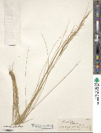 Austrostipa stipoides image