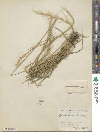 Dichelachne crinita image