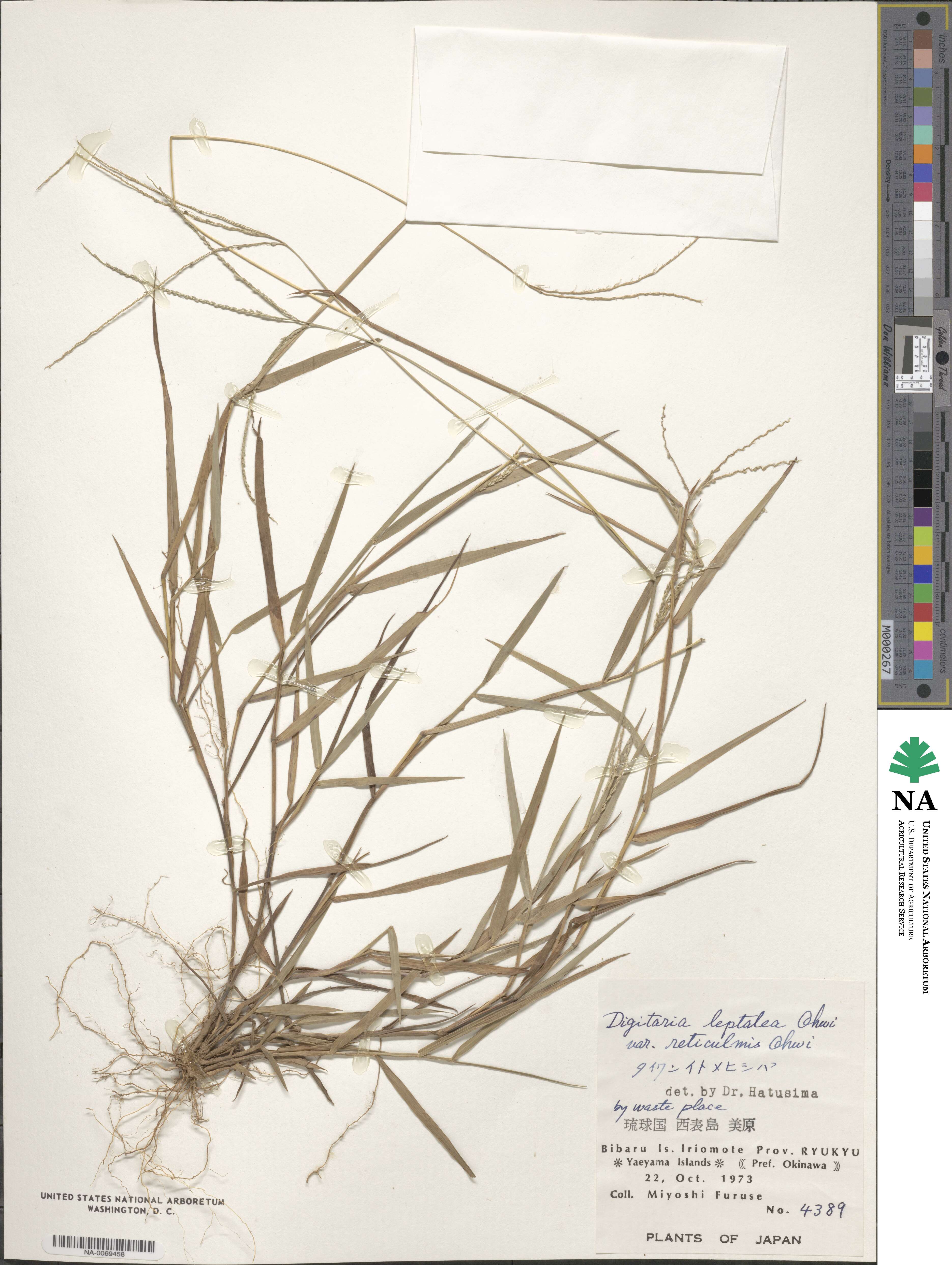 Digitaria leptalea image