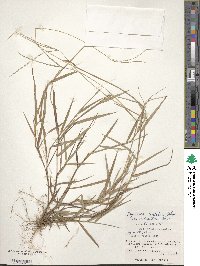 Image of Digitaria leptalea