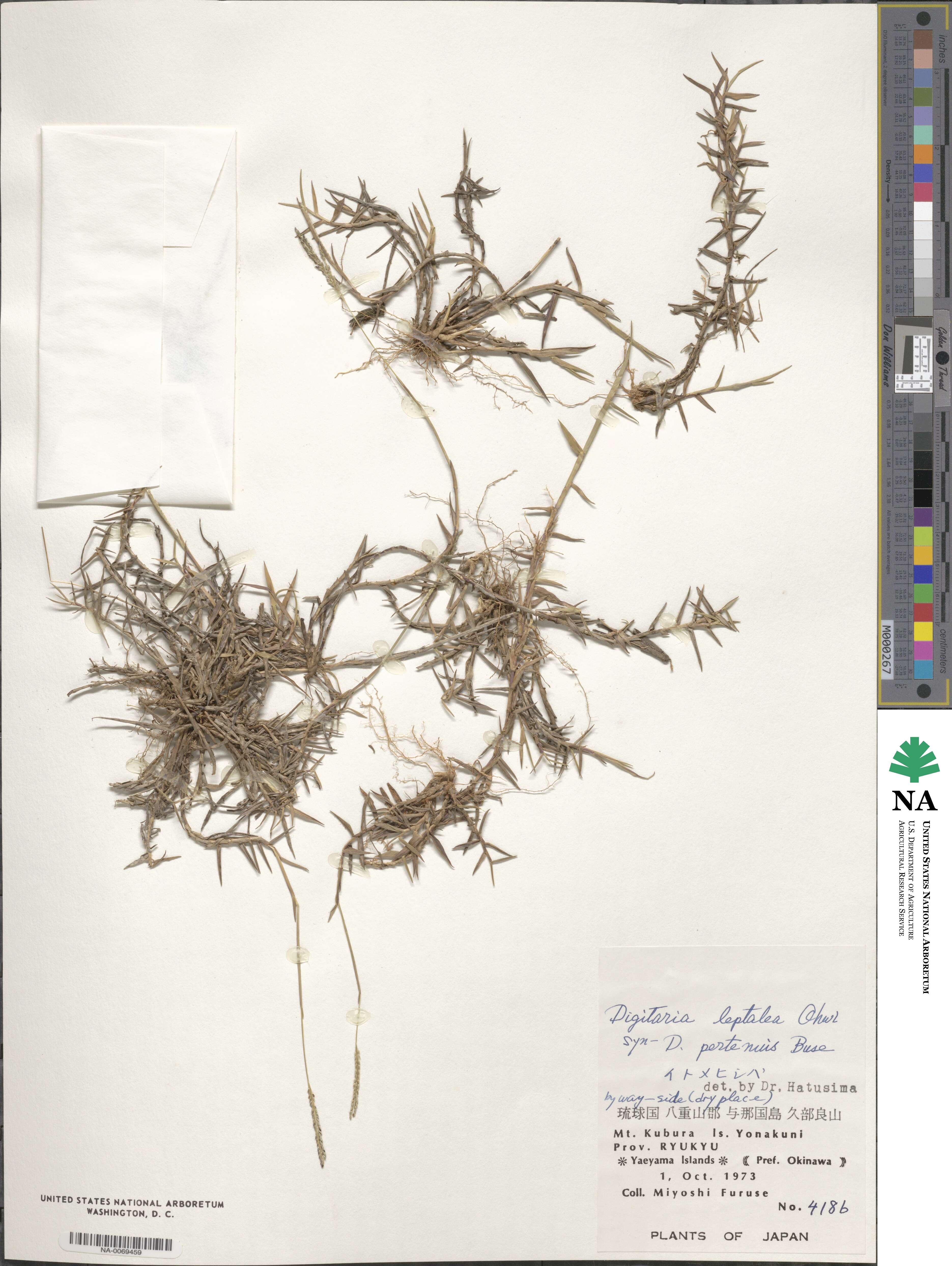 Digitaria leptalea image