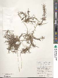 Digitaria leptalea image