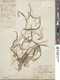 Digitaria setigera image