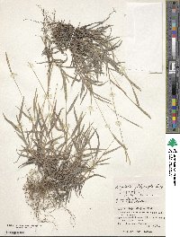 Digitaria platycarpha image