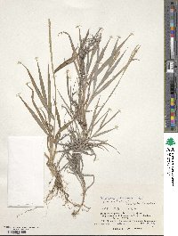 Digitaria platycarpha image