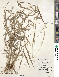 Digitaria setigera image