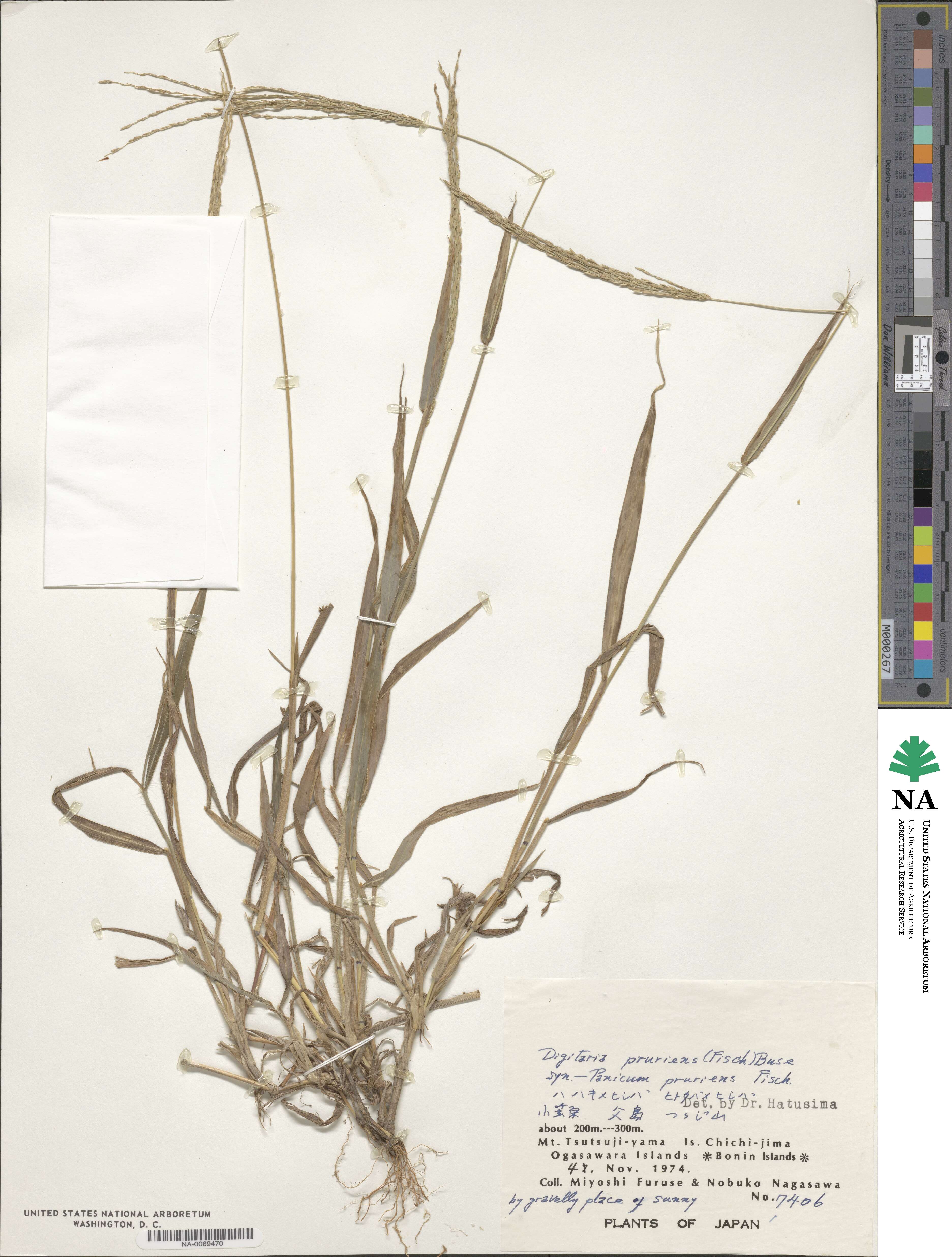 Digitaria setigera image