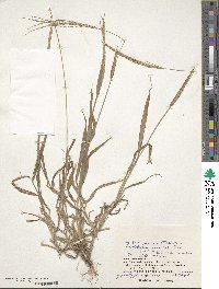 Digitaria setigera image