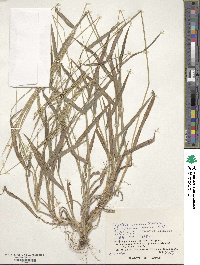 Digitaria setigera image