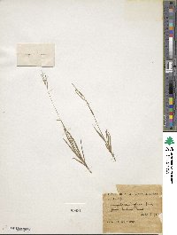 Digitaria stricta image