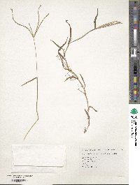 Digitaria sanguinalis image