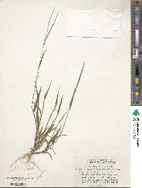 Digitaria sanguinalis image