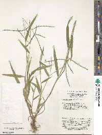 Digitaria sanguinalis image