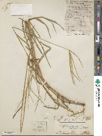 Digitaria sanguinalis image