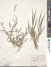 Digitaria radicosa image