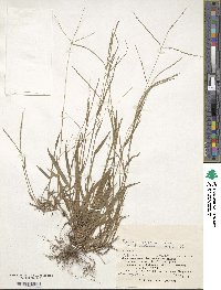 Digitaria violascens image