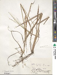 Digitaria violascens image