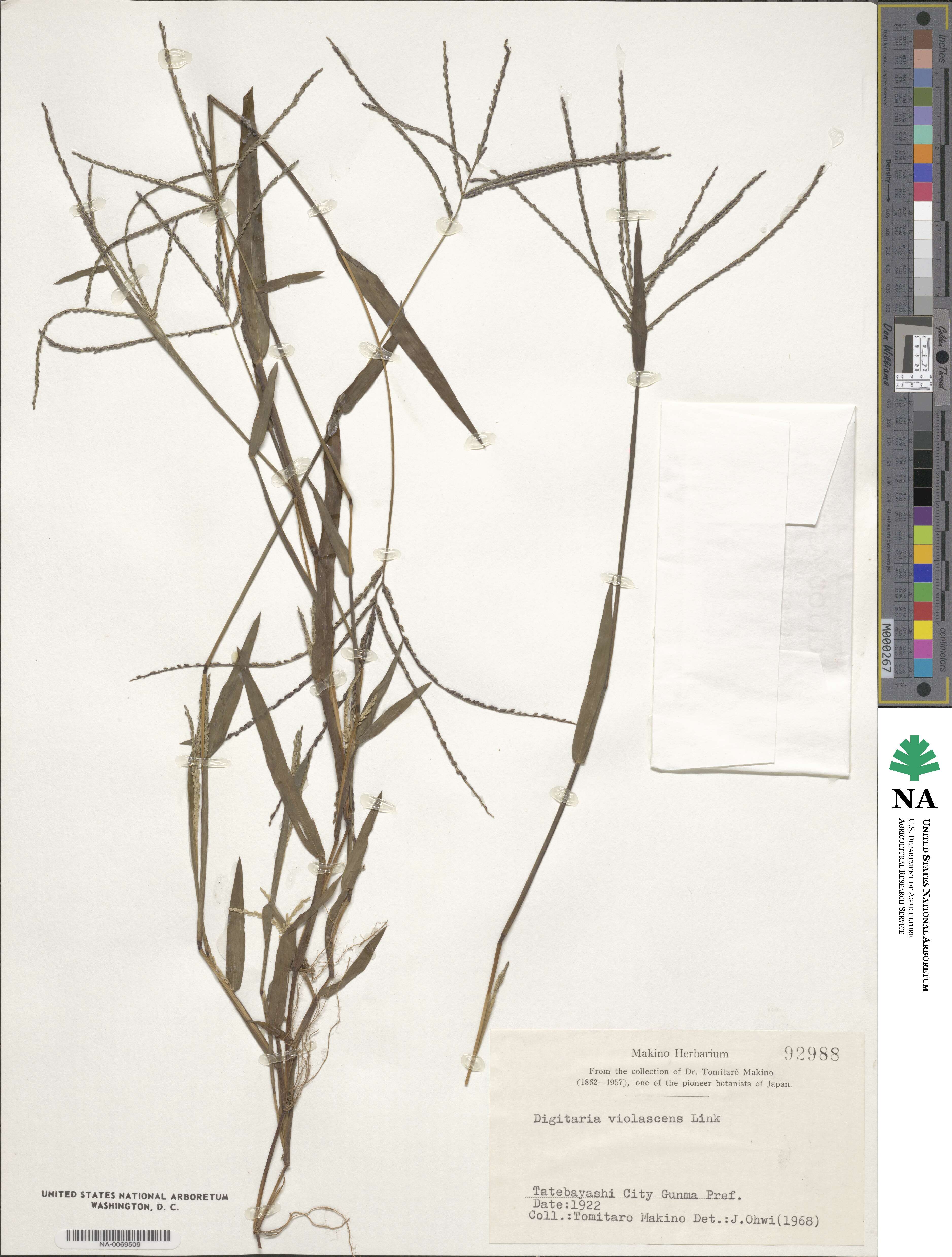 Digitaria violascens image