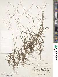 Digitaria violascens image