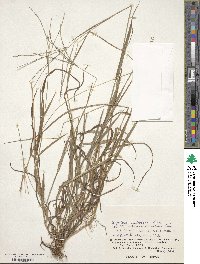 Digitaria violascens image