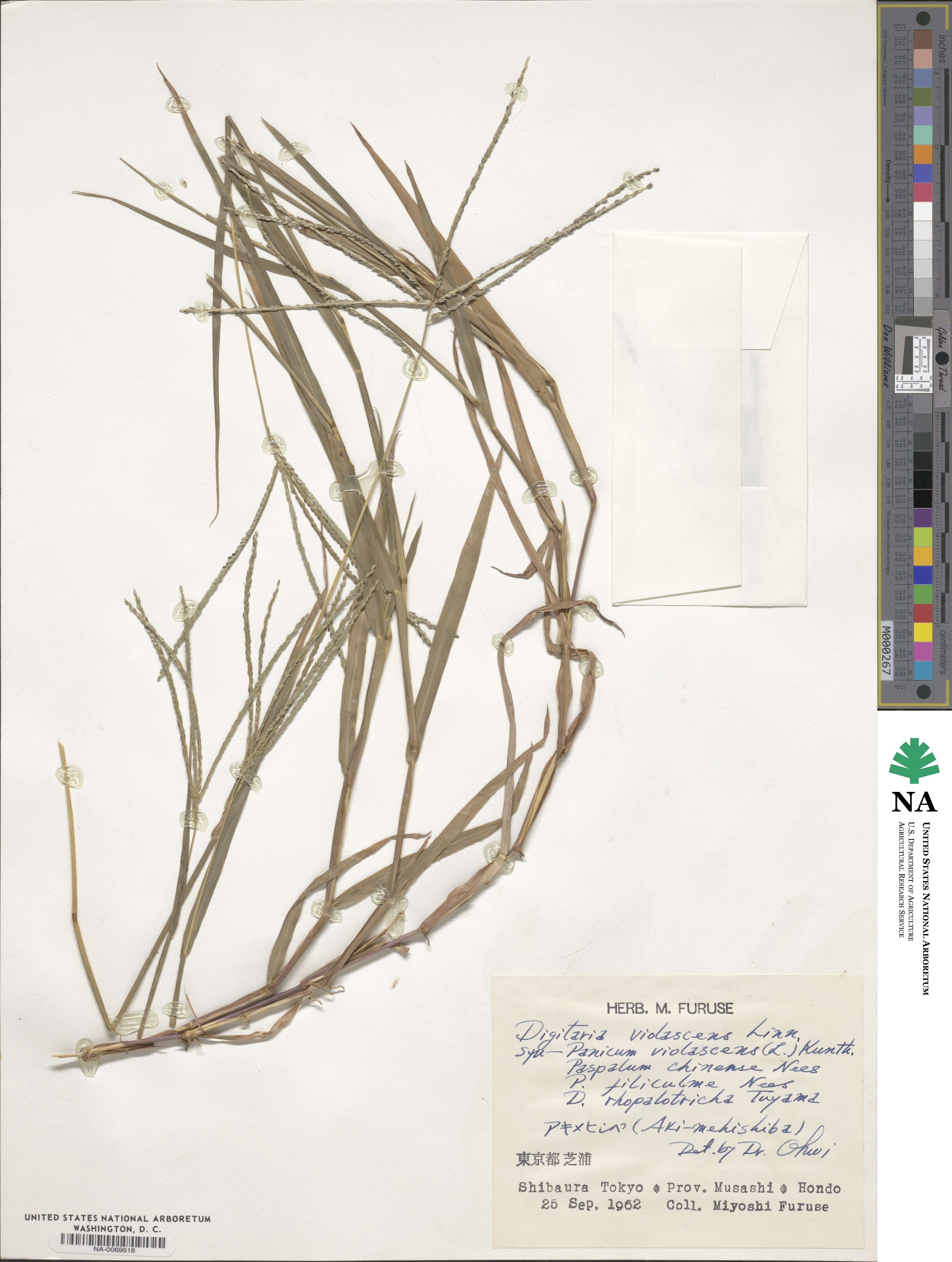 Digitaria violascens image