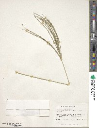 Image of Digitaria eriantha