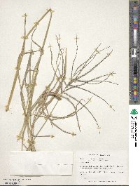 Digitaria eriantha image