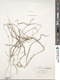 Digitaria gazensis image