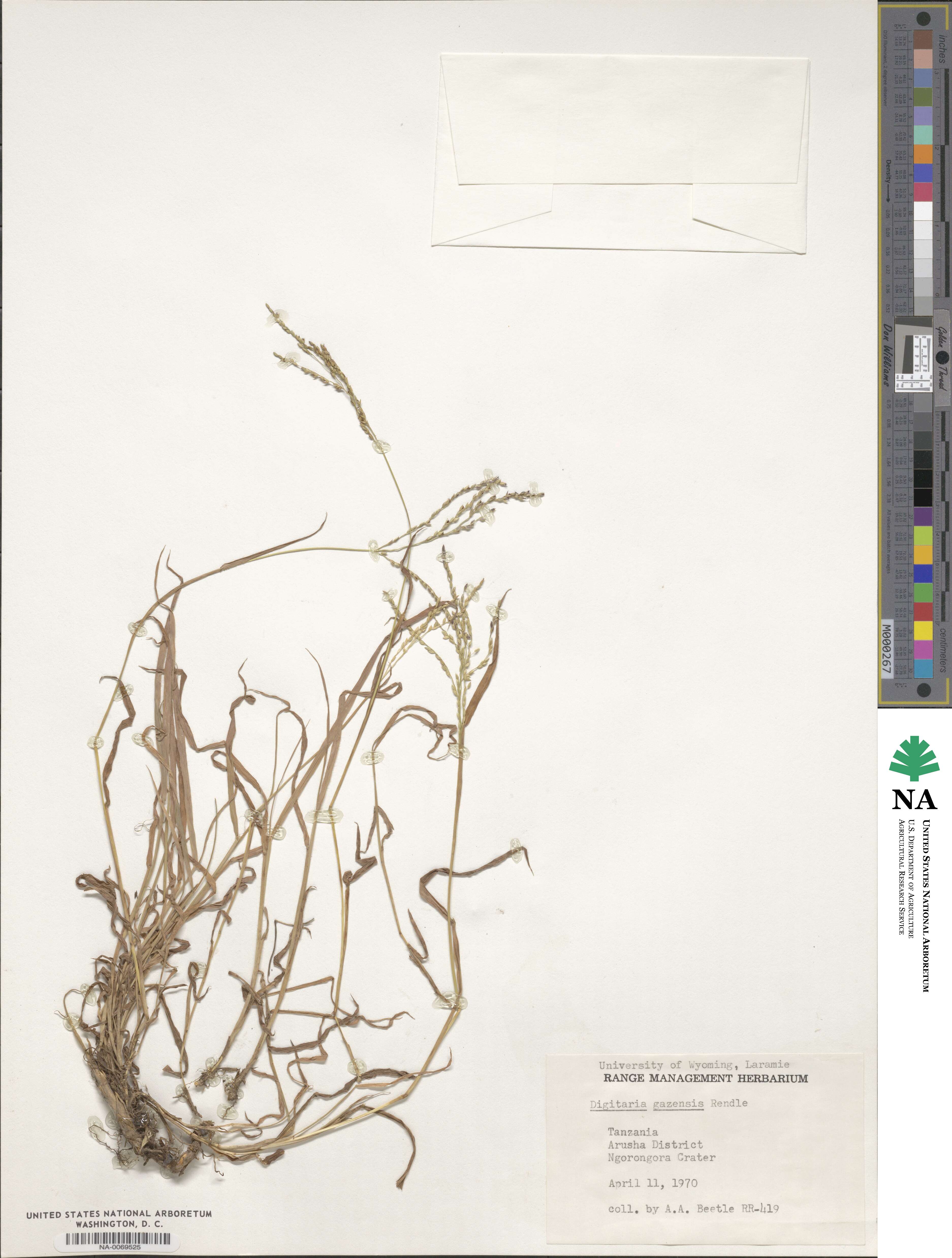 Digitaria gazensis image