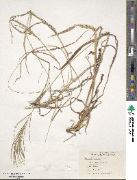 Digitaria gazensis image