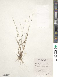 Image of Digitaria maniculata