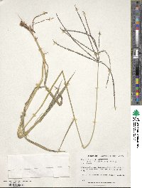 Digitaria eriantha image